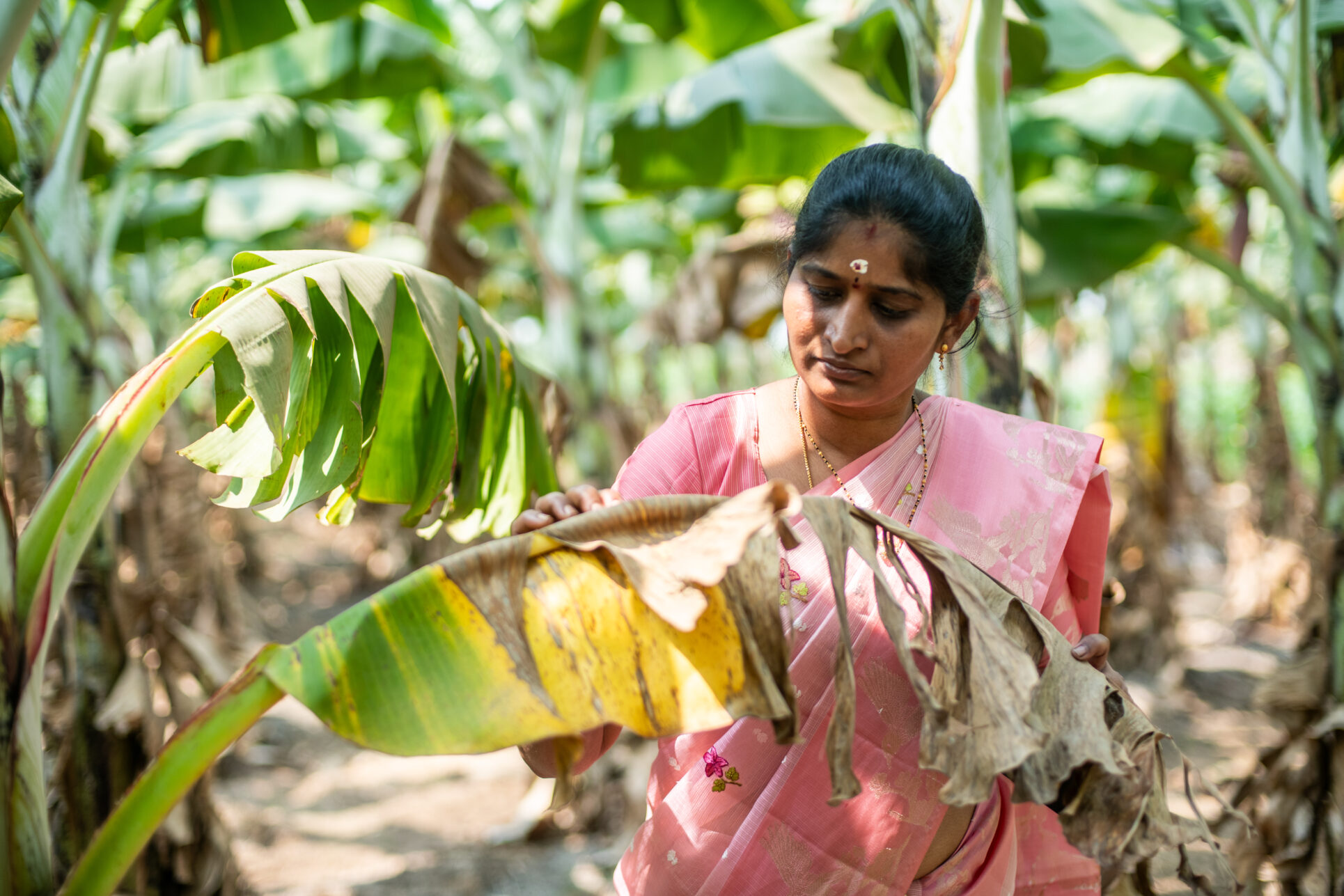 Y.S. Annapurna examines afflicted leaves on her farm and uses an AI-Enabled Digital Public Infrastructure (DPI) and Agricultural Advisory app to instantly learn what disease is affecting the plants on her 1/2 acre banana farm in Vijayawada, Andhra Pradesh, India.