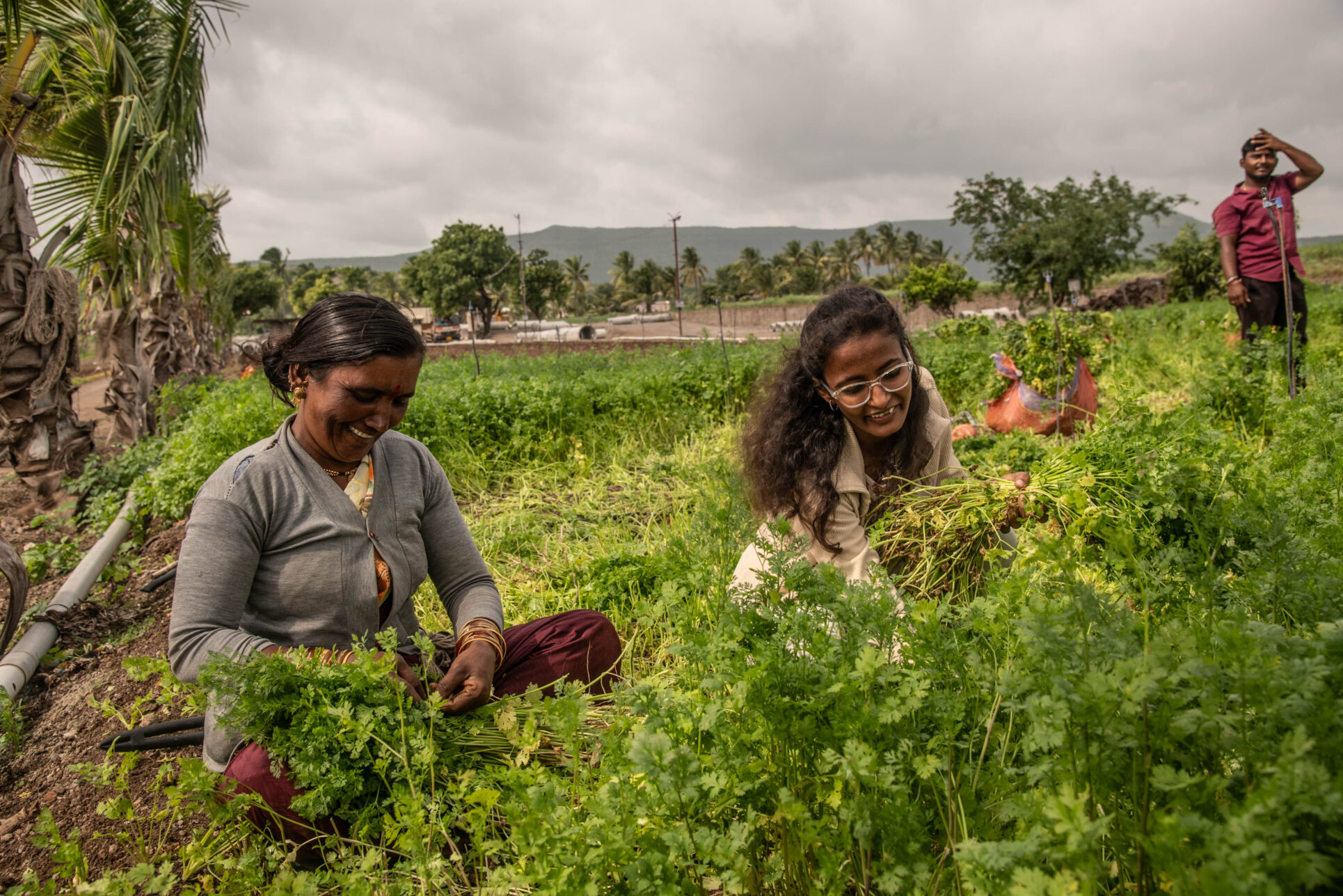 Dipali Kalbhor and her team harvest and pack produce at her farm near Pune, in Maharashtra.